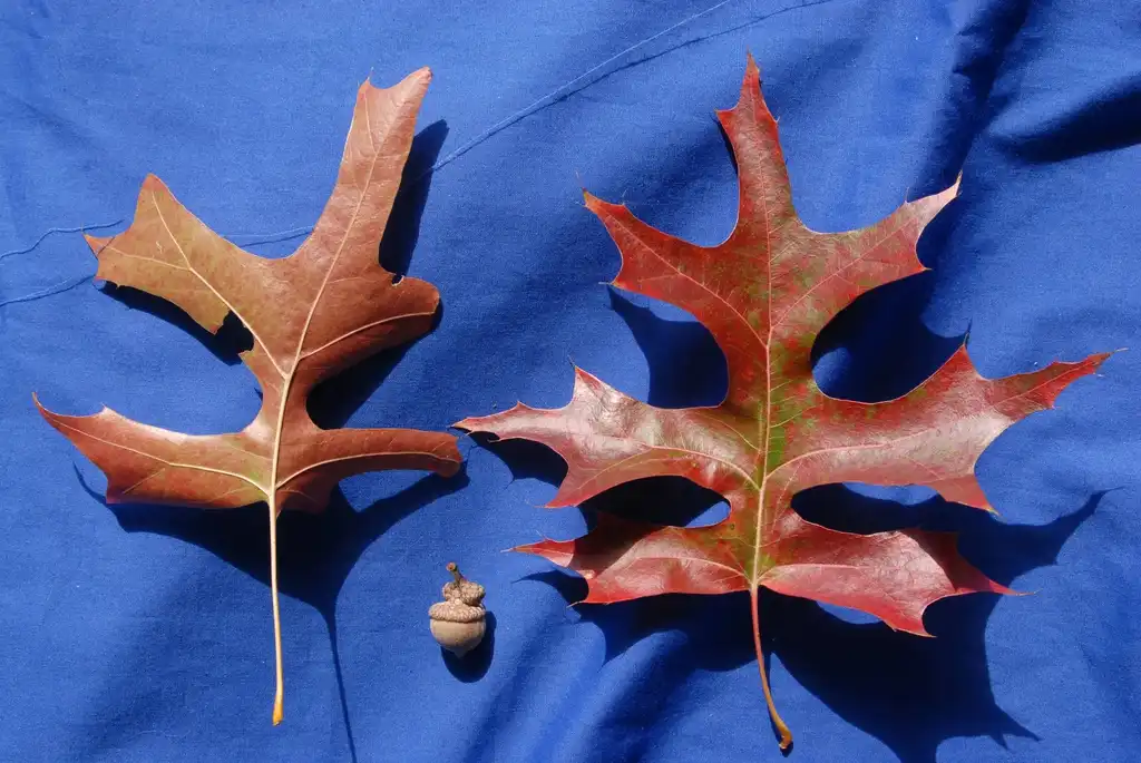 Photo of Quercus palustris - Fall Color Leaf and Fruit:Jim Robbins