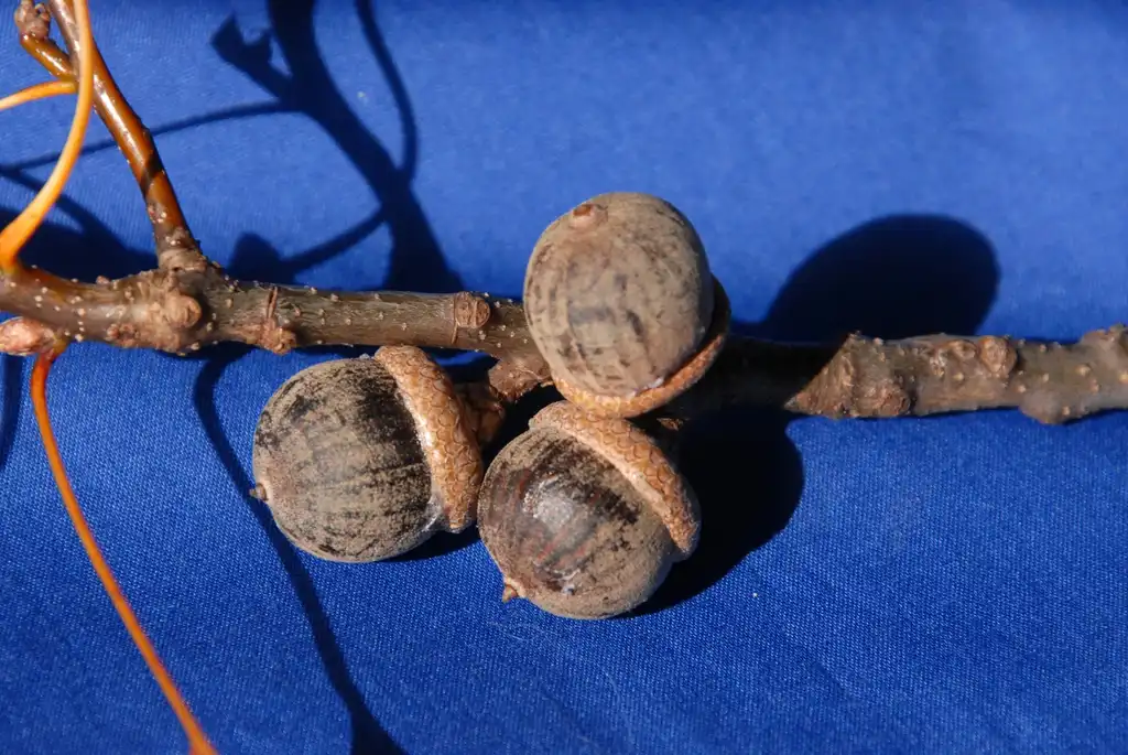 Photo of Quercus palustris - Fruit Detail:Jim Robbins