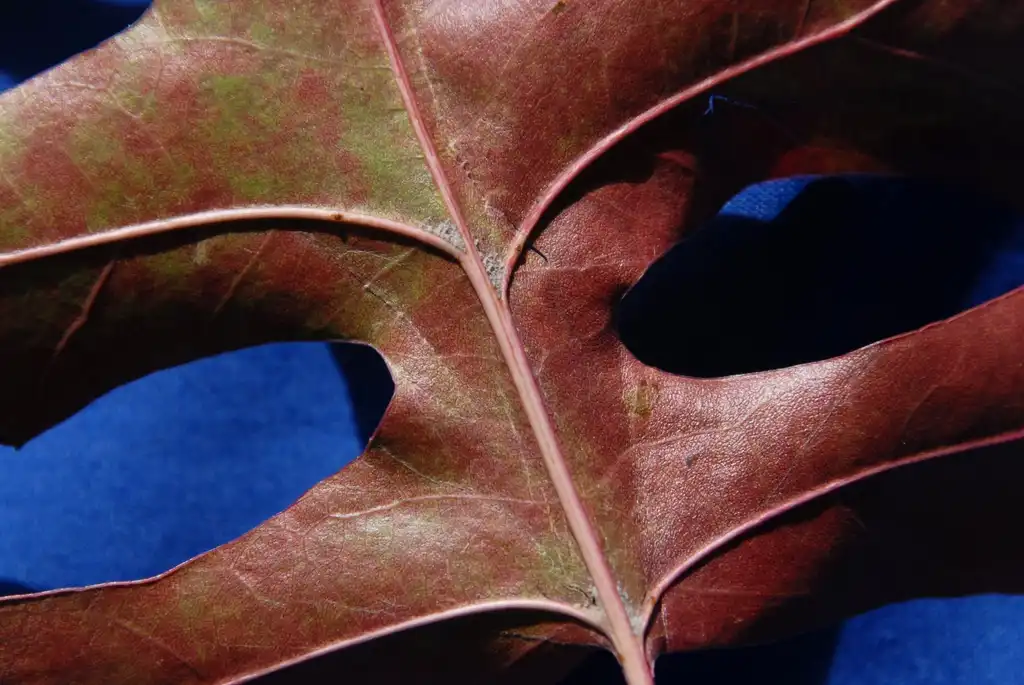 Photo of Quercus palustris - Under Fall Leaf:Jim Robbins