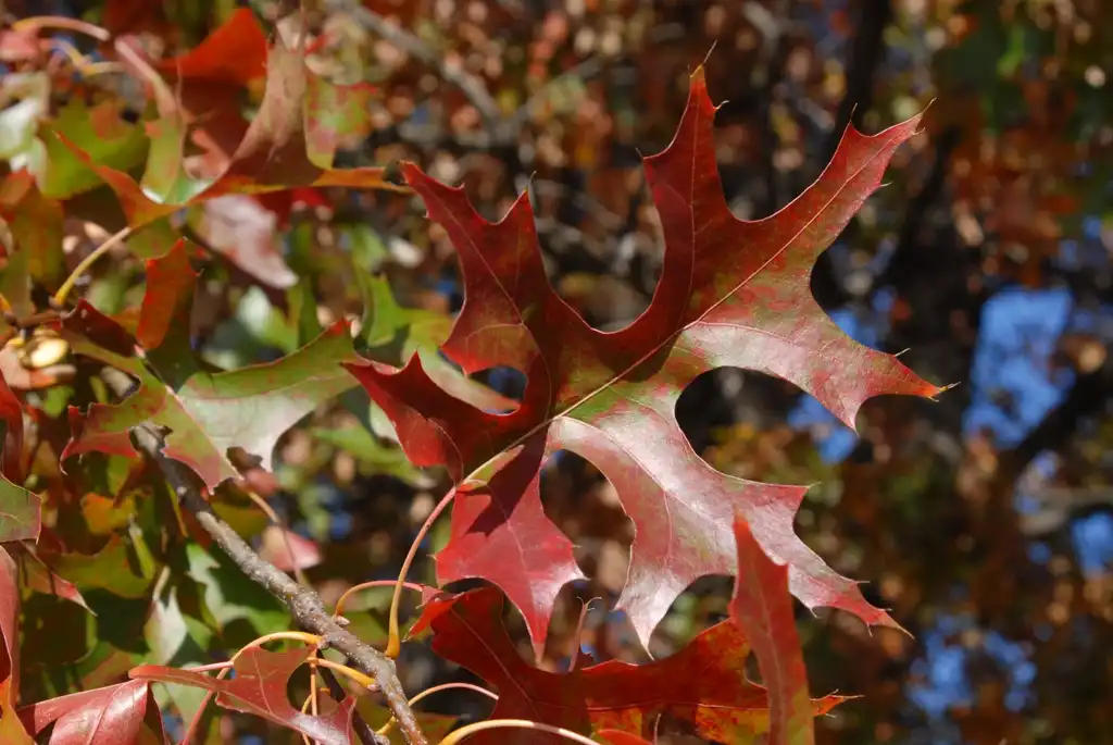 Photo of Quercus palustris - Leaves entering Fall:Jim Robbins