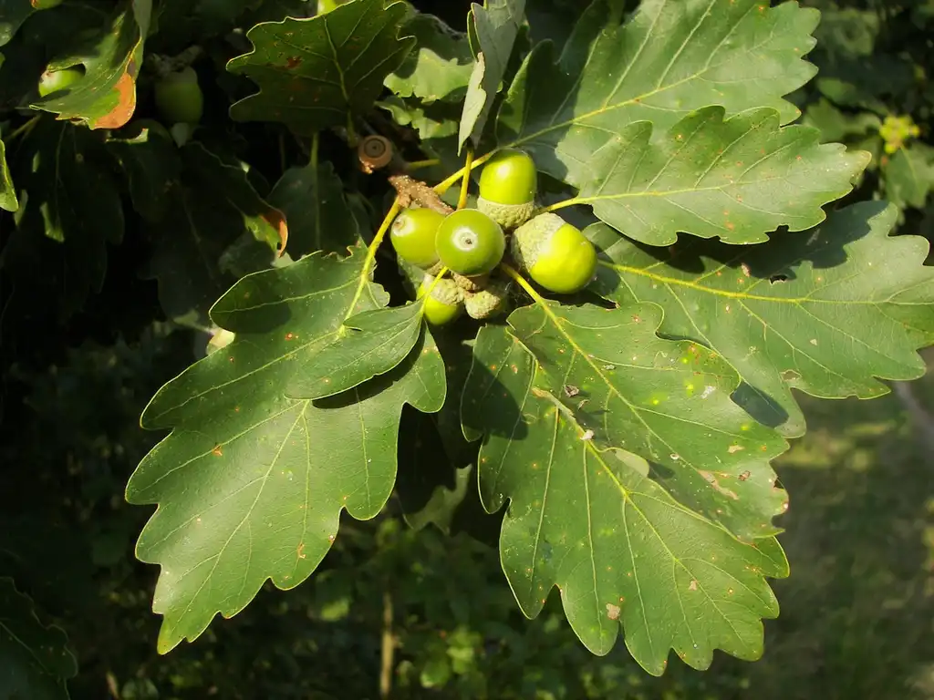 Photo of Quercus petraea (Quercus petraeas)