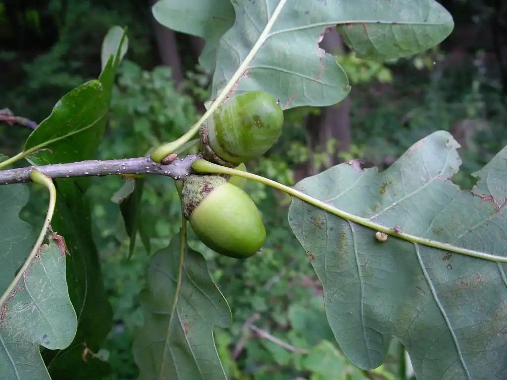 Photo of Quercus petraea - Side view of acorn:Jeff S.