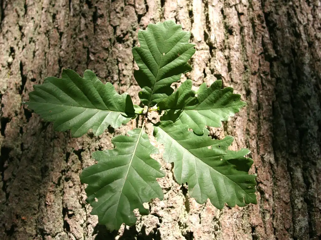Photo of Quercus petraea - Bark and leaf:Jean-Pol GRANDMONT