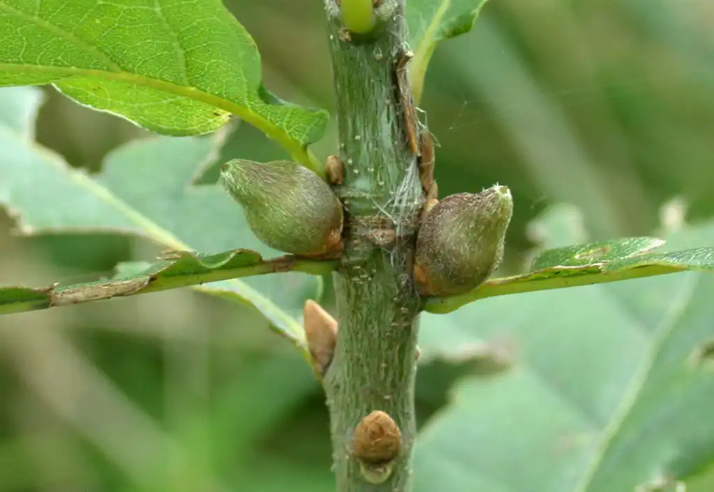 Photo of Quercus petraea - Stem:Len Worthington