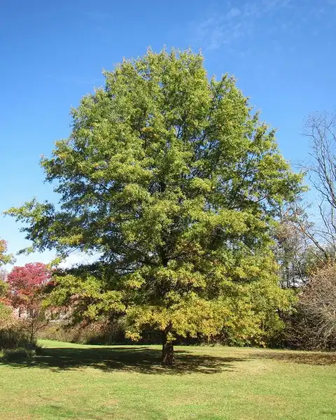 Фото Quercus phellos (Quercus phelloss)