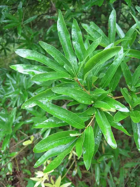 Фото Quercus phellos (Quercus phelloss)