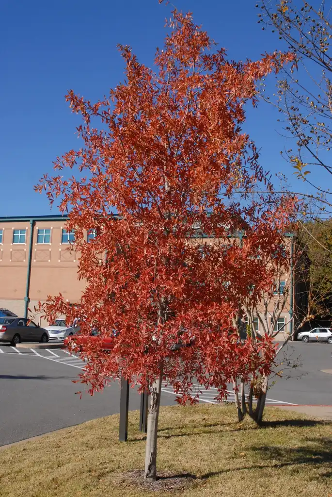Фото Quercus phellos - Fall Color:Jim Robbins