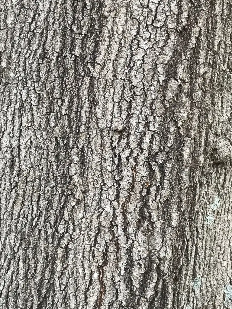 Фото Quercus phellos - Bark:K. Andre