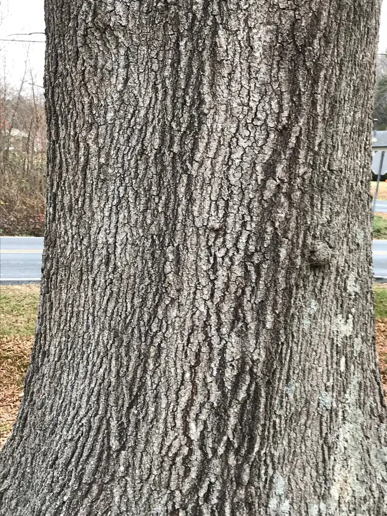 Фото Quercus phellos - Trunk:K. Andre