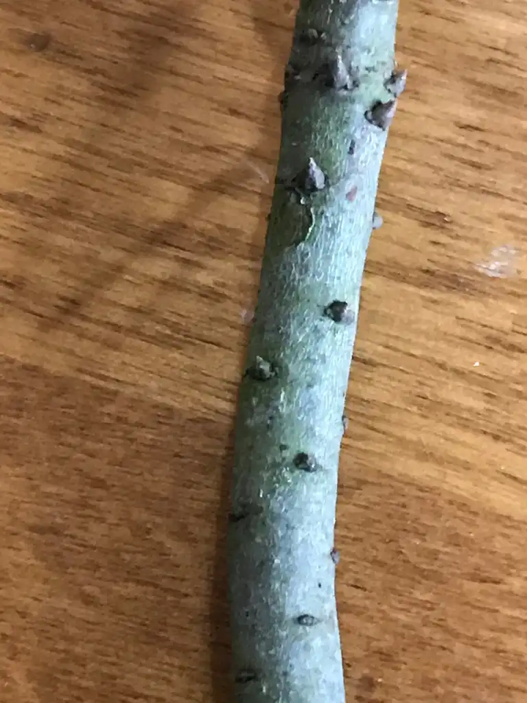 Фото Quercus phellos - Stem:K. Andre