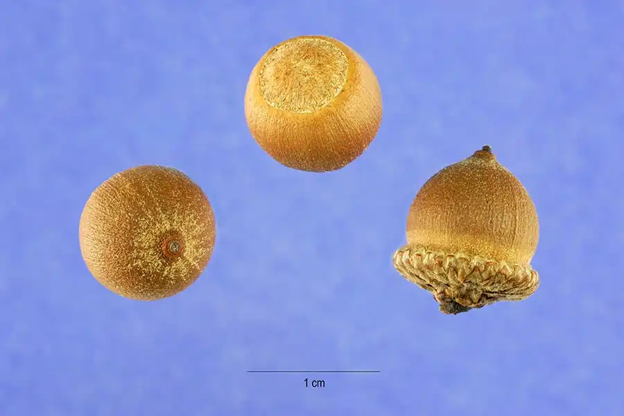Фото Quercus phellos - Acorns:US Government employee