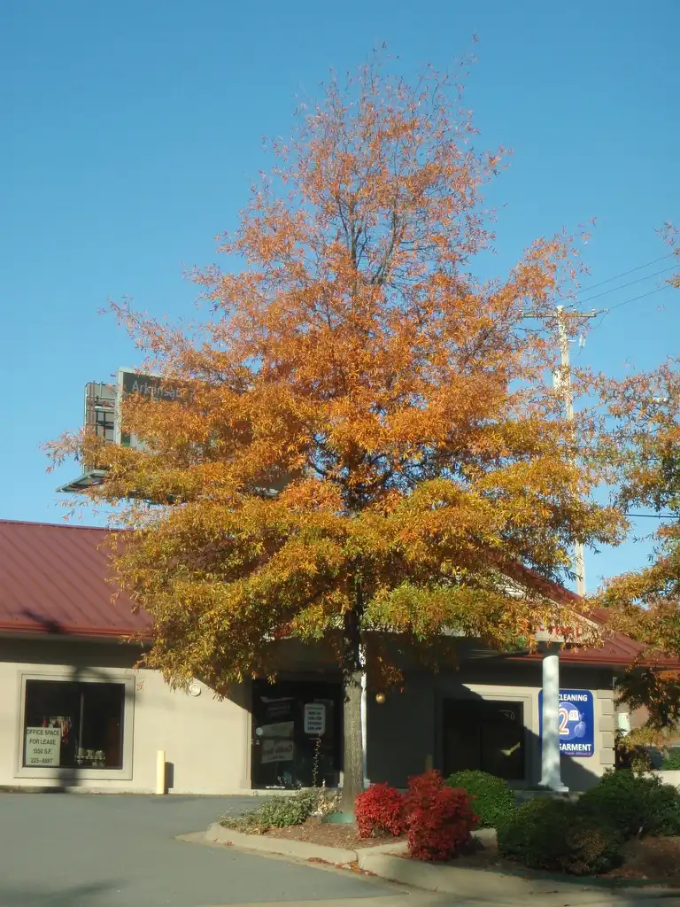 Фото Quercus phellos - Fall Color Form:Jim Robbins