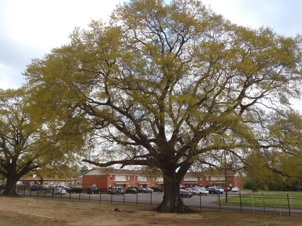 Фото Quercus phellos - Full Form:Jim Robbins