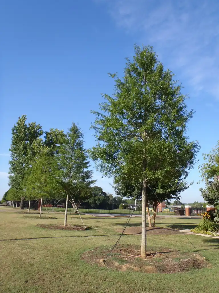 Фото Quercus phellos - 'High Tower' Form:Jim Robbins
