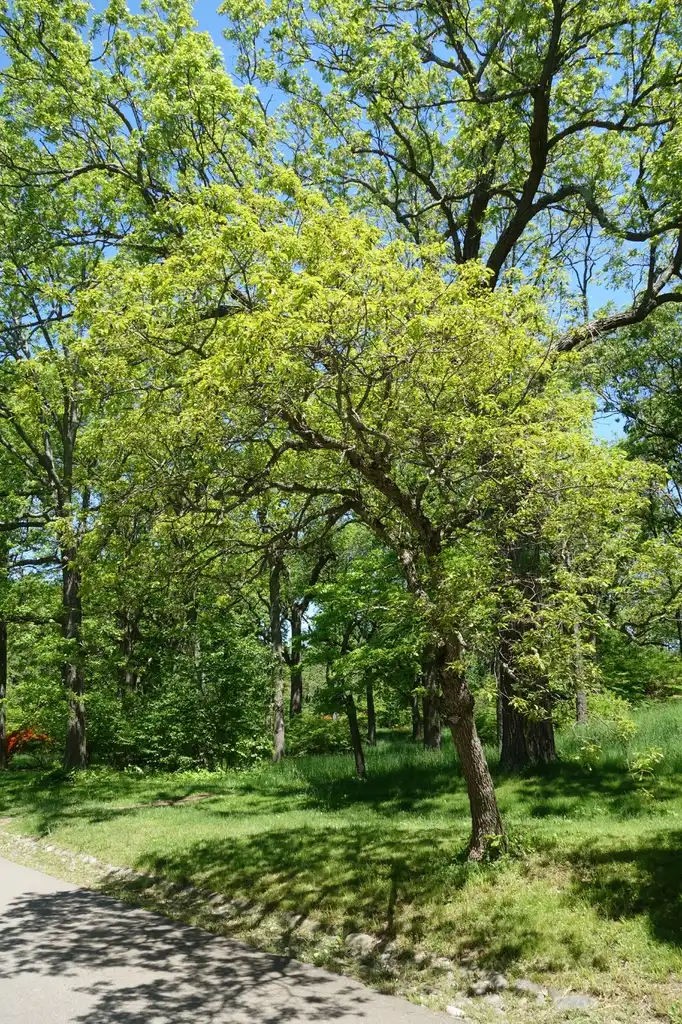 Photo of Quercus prinoides (Quercus prinoidess)