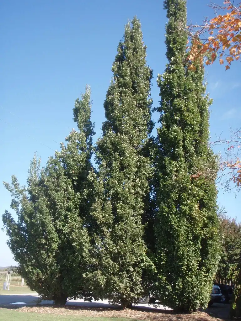 Photo of Quercus robur 'Fastigiata' (Quercus robur 'Fastigiata's)