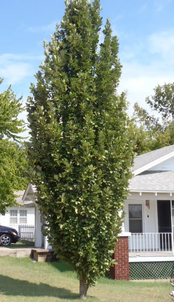 Photo of Quercus robur 'Fastigiata' (Quercus robur 'Fastigiata's)