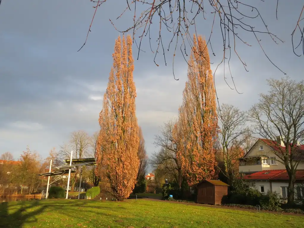Photo of Quercus robur 'Fastigiata' - Winter form:AnRo0002