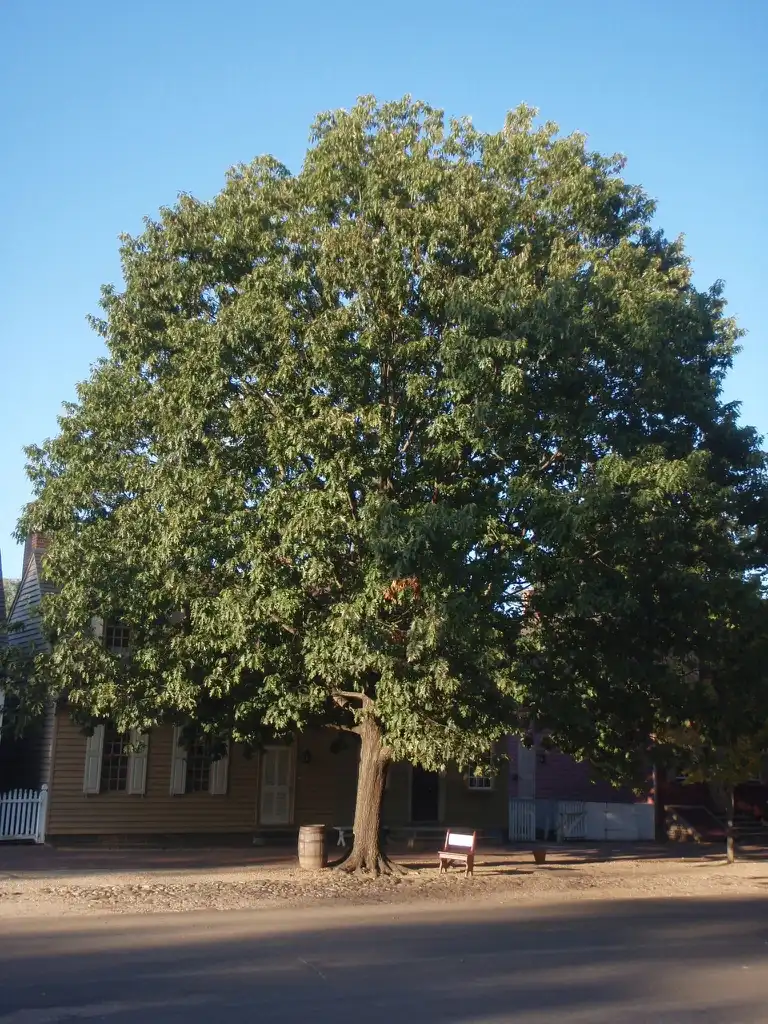 Photo of Quercus rubra (Quercus rubras)