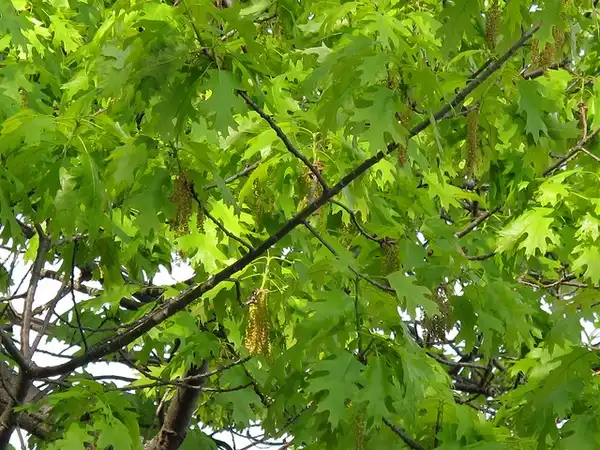 Photo of Quercus rubra (Quercus rubras)
