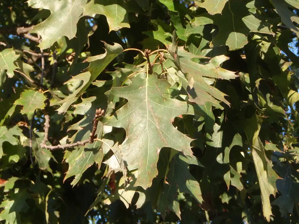 Photo of Quercus rubra - Leaves under Sun:Jim Robbins