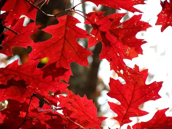 Photo of Quercus rubra - Fall color:Katja Schulz