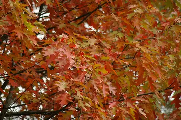 Photo of Quercus rubra - Fall color:Marcin Bajer