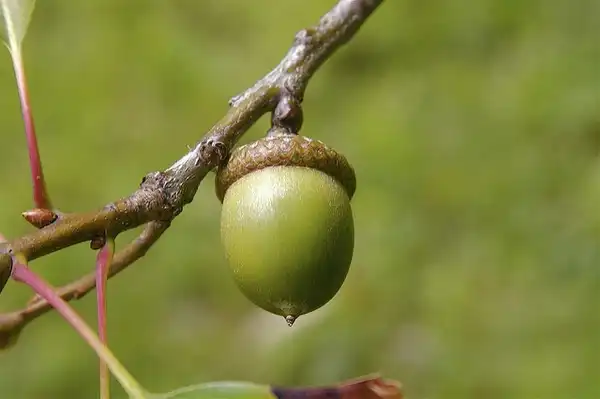 Photo of Quercus rubra - Acorn:Dan Mullen