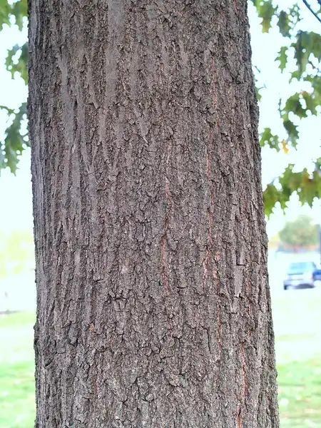 Photo of Quercus rubra - Bark:Maggie