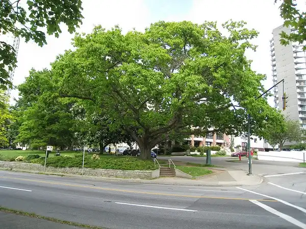 Photo of Quercus rubra - Form:Wendy Cutler