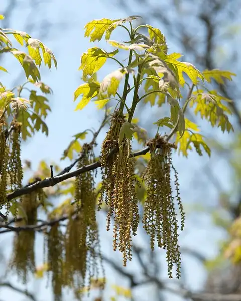Photo of Quercus rubra - Male catkin:Plant Image Library