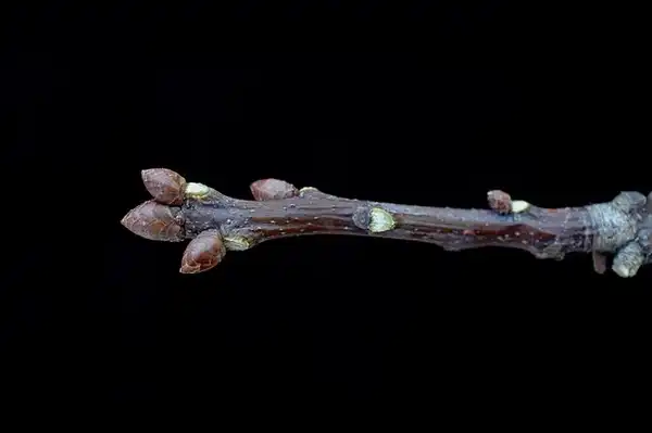 Photo of Quercus rubra - Buds, small and hairless:Bruce Kirchoff