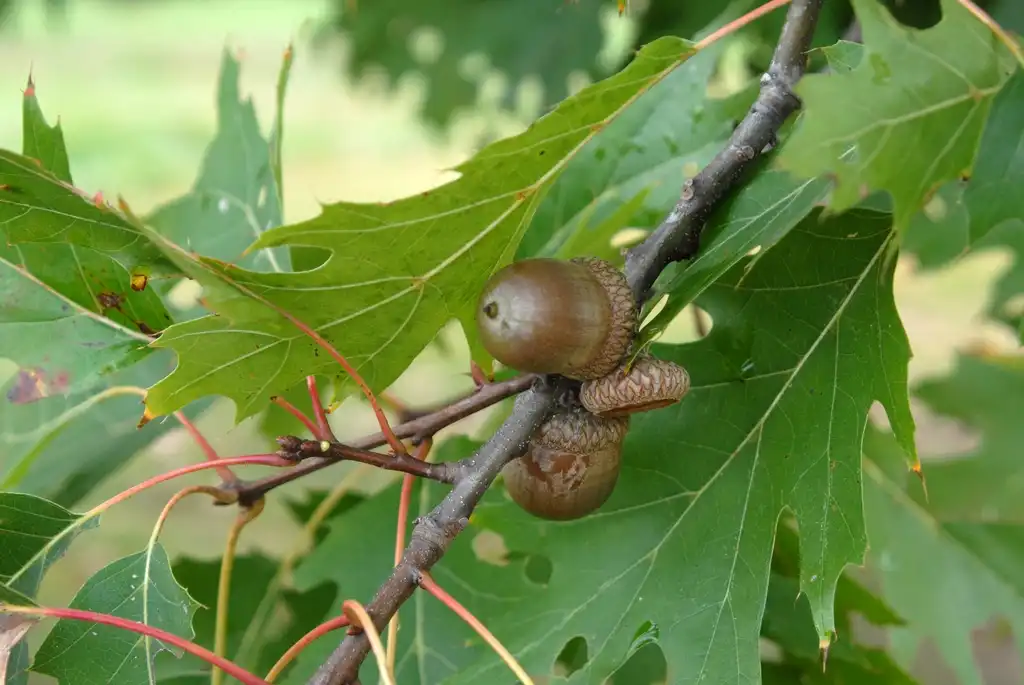 Photo of Quercus rubra - Fruit:Jim Robbins