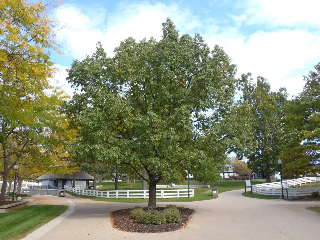 Foto de Quercus shumardii (Quercus shumardiis)