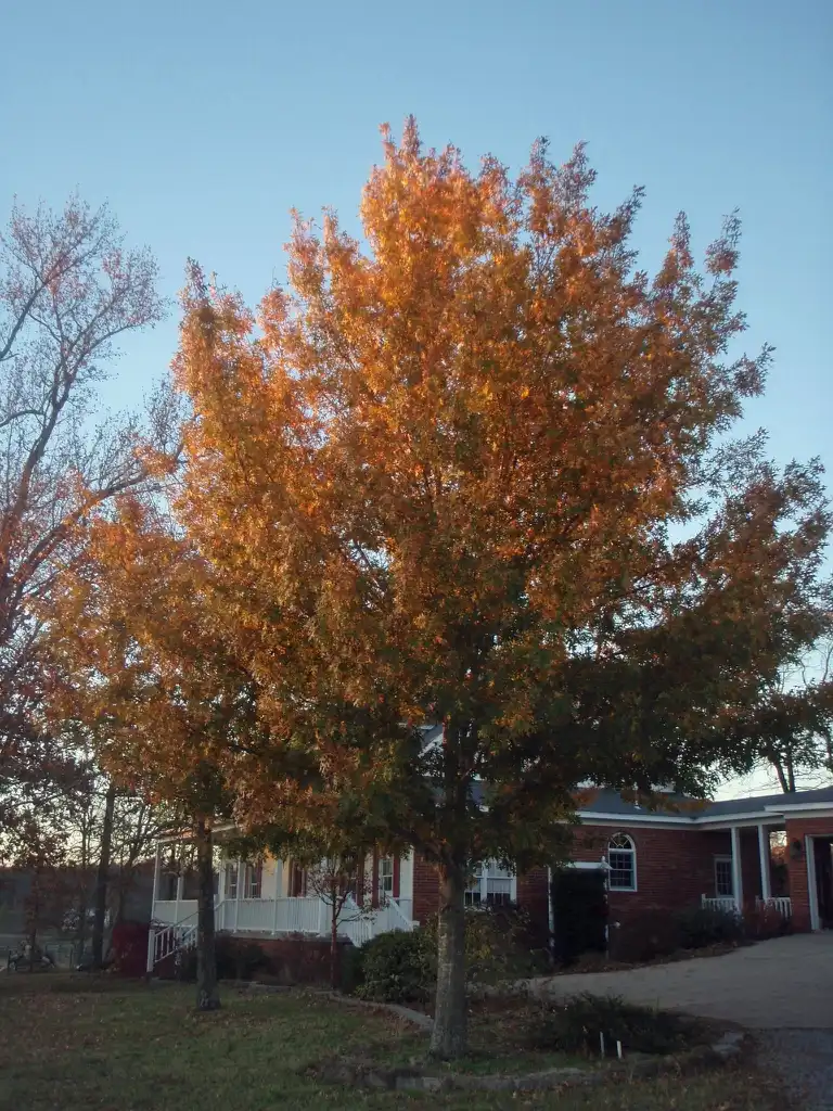 Foto de Quercus shumardii (Quercus shumardiis)