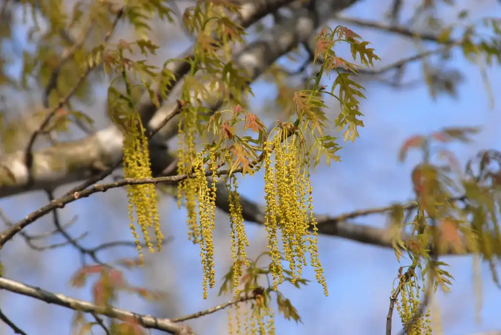 Foto de Quercus shumardii - Flower:Jim Robbins