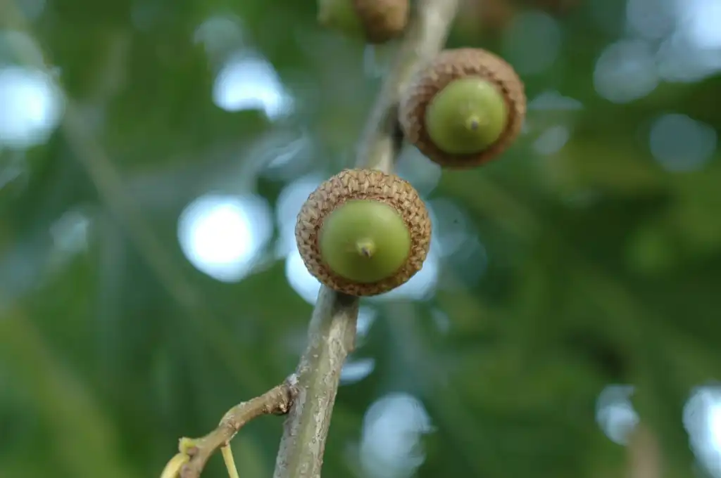 Foto de Quercus shumardii - Acorns:Bruce Kirchoff from Greensboro, NC, USA
