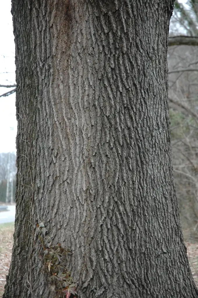 Foto de Quercus shumardii - Bark:Bruce Kirchoff from Greensboro, NC, USA