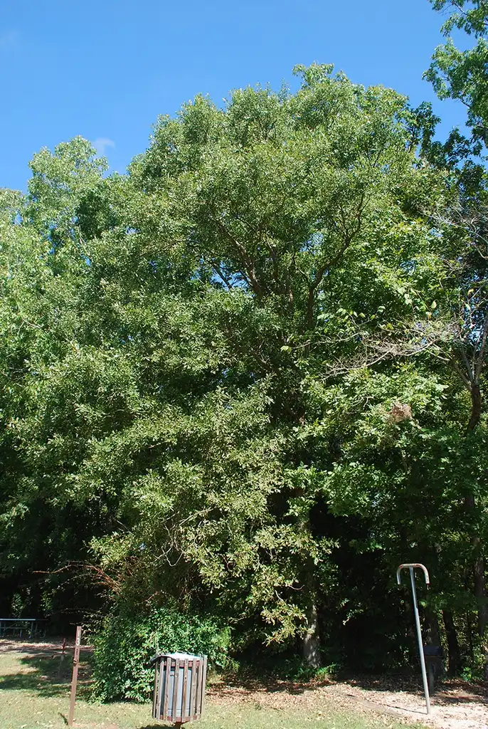 Photo of Quercus sinuata var. sinuata (Quercus sinuata var. sinuatas)