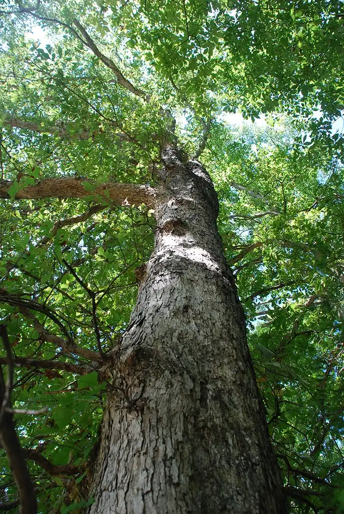 Photo of Quercus sinuata var. sinuata (Quercus sinuata var. sinuatas)