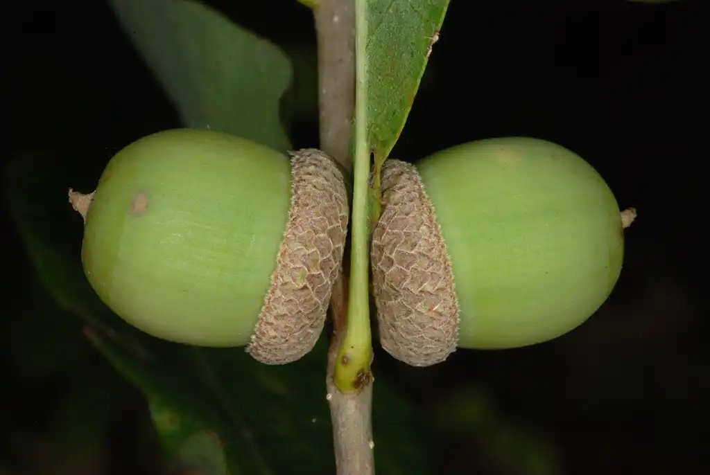 Photo of Quercus sinuata var. sinuata - Side view of acorns (Pickens County, AL)-Mid Fall:Douglas Goldman, USDA