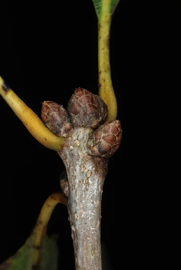 Photo of Quercus sinuata var. sinuata - End buds (Pickens County, AL)-Mid Fall:Douglas Goldman, USDA