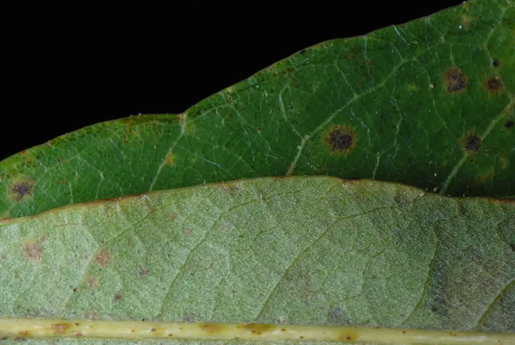 Photo of Quercus sinuata var. sinuata - Leaf margin (Pickens County, AL)-Mid Fall:Douglas Goldman, USDA