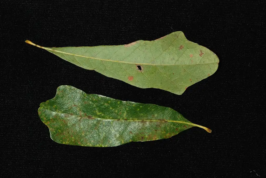 Photo of Quercus sinuata var. sinuata - Front and back of leaves (Pickens County, AL)-Mid Fall:Douglas Goldman, USDA