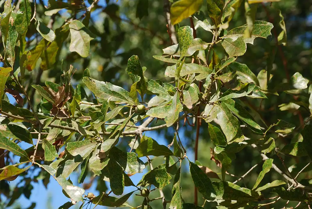 Photo of Quercus sinuata var. sinuata - Branches with leaves (Pickens County, AL)-Mid Fall:Douglas Goldman, USDA