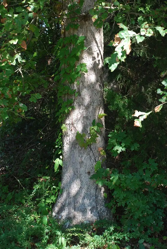 Photo of Quercus sinuata var. sinuata - Trunk of tree (Pickens County, AL)-Mid Fall:Douglas Goldman, USDA
