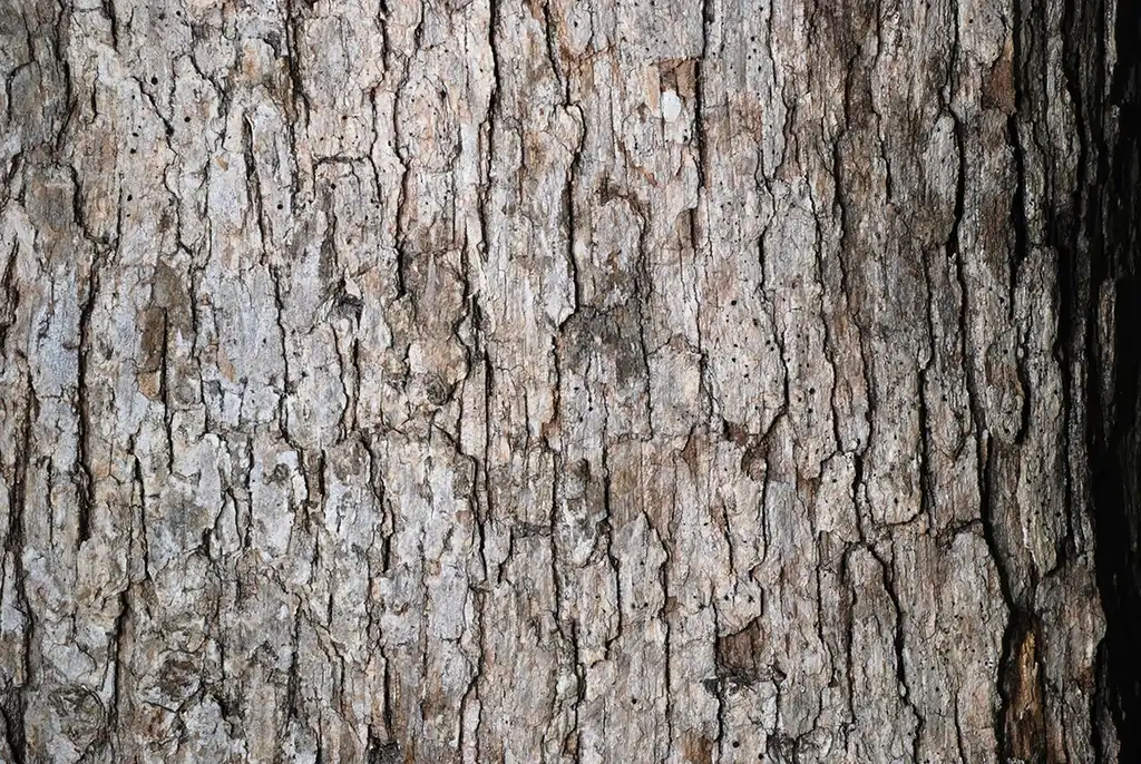 Photo of Quercus sinuata var. sinuata - Close-up of bark (Pickens County, AL)-Mid Fall:Douglas Goldman, USDA