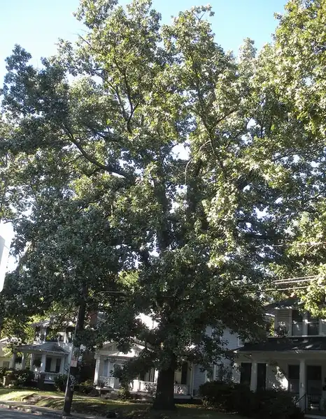Photo of Quercus stellata (Quercus stellatas)