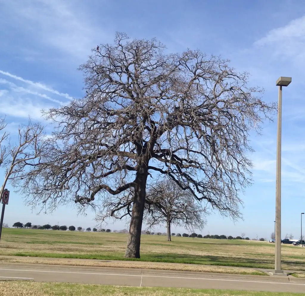 Photo of Quercus stellata (Quercus stellatas)