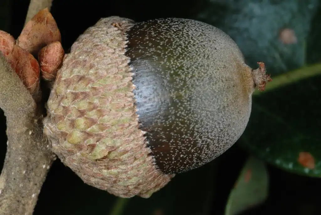 Photo of Quercus stellata - Side view of acorn (Greensboro, NC)-Mid Fall:Douglas Goldman, USDA